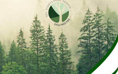 Sylv’ACCTES : des aides disponibles pour financer des travaux de gestion forestière durable