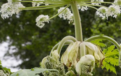 Campagne de sensibilisation : la Berce du Caucase