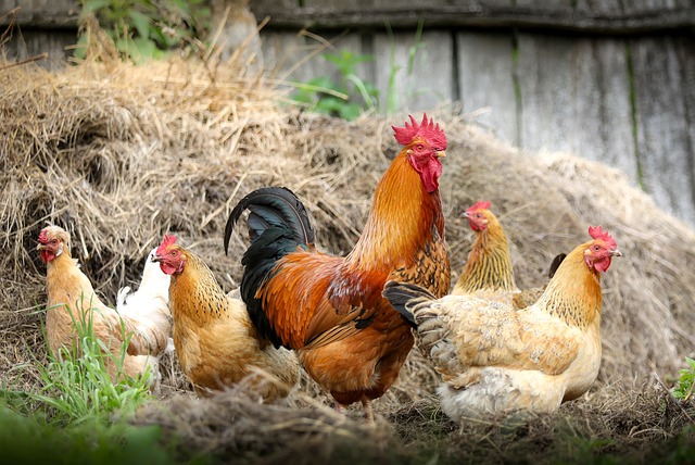 Instructions préfectorales relative au risque épizootique vis-à-vis de l’influenza aviaire – Grippe aviaire