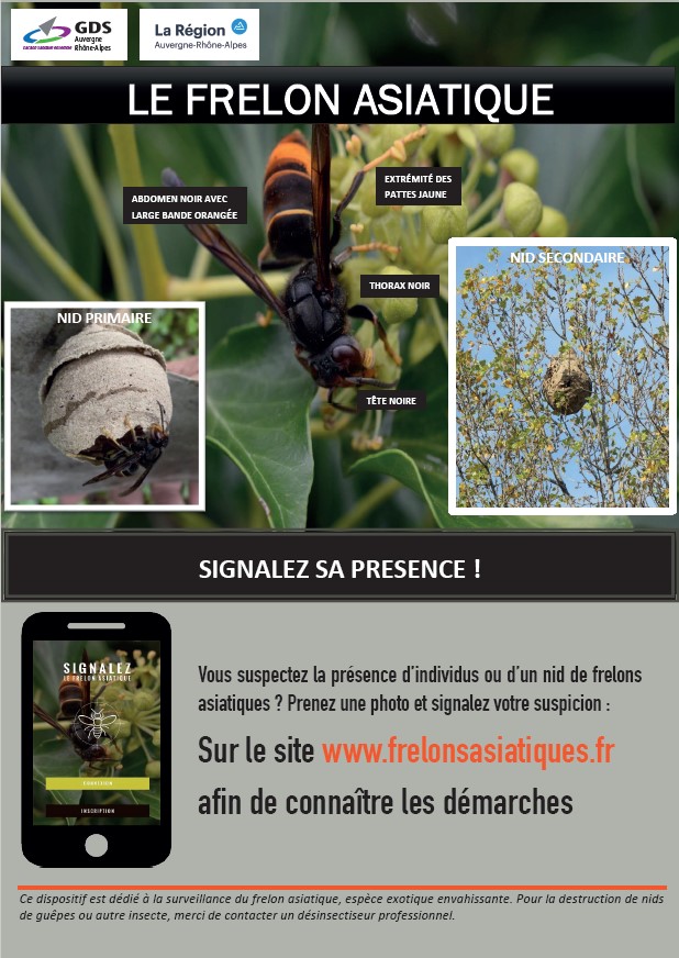 Le frelon asiatique en Auvergne Rhône-Alpes
