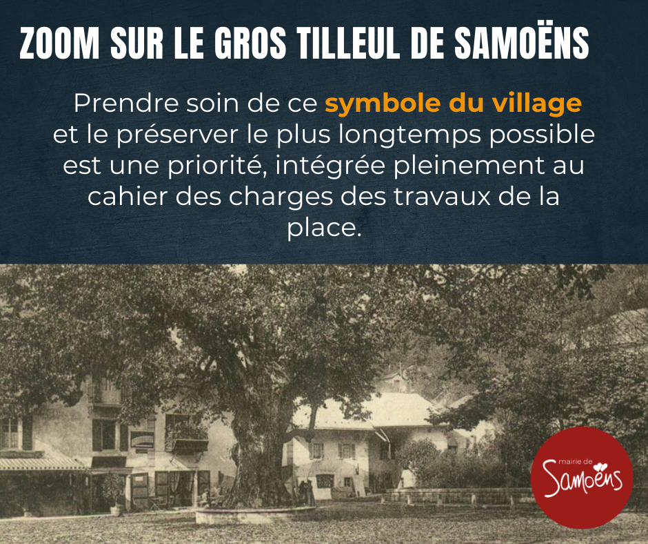 Prendre soin du Gros Tilleul
