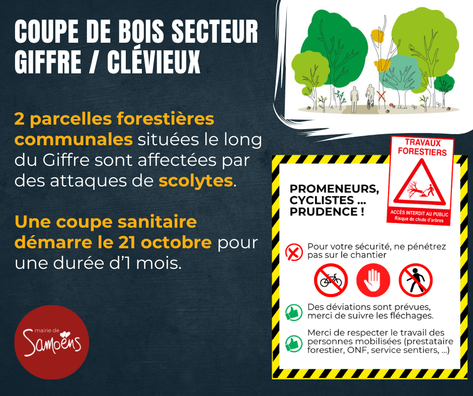 Coupe de bois sanitaire entre le Giffre et le Clévieux