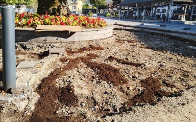 Le Gros Tilleul choyé pour l’avenir