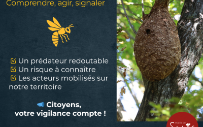 Frelon asiatique : comprendre, agir, signaler